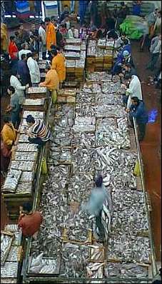 fish market in agadir